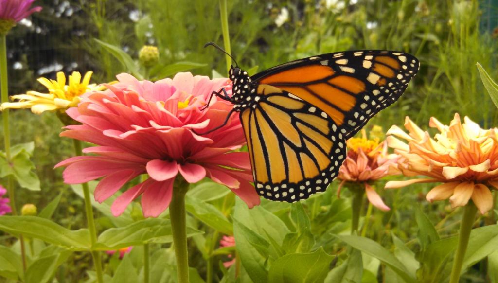 How Does Weather Affect Your&nbsp;Garden?
